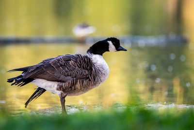 Close-up of bird in lake