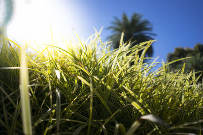 Close-up of crops growing on field against sky