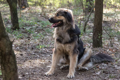 View of dog sitting on tree trunk