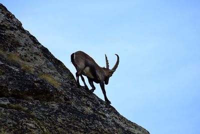 Low angle view of ibex on mountain