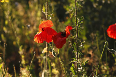 Close-up of red poppy blooming on field