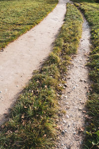 High angle view of plants growing on field