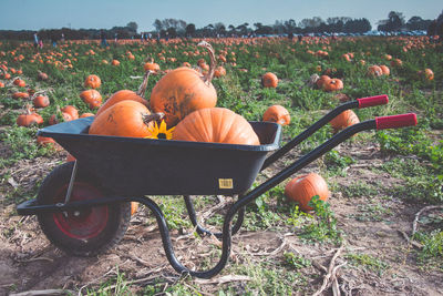 Pumpkins in wheelbarrow on field