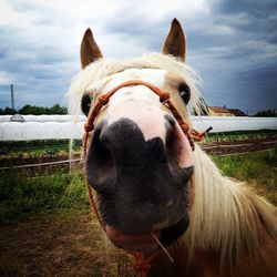 Close-up of horse on field