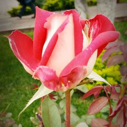 Close-up of pink rose blooming outdoors