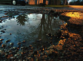 Reflection of trees in pond