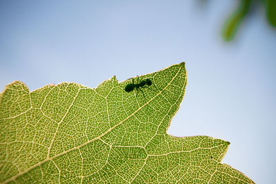 Close-up of insect on leaf against sky