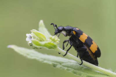 Close-up of insect on leaf