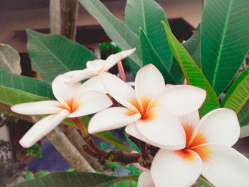 Close-up of flowers blooming outdoors