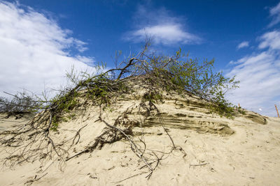 Low angle view of tree on sand against sky