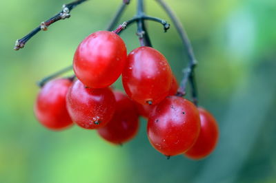 Close-up of red cherries on tree