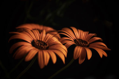 Close-up of orange flower against black background