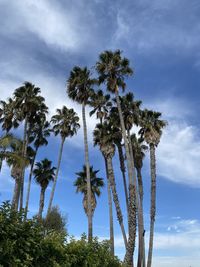 Low angle view of coconut palm trees against sky