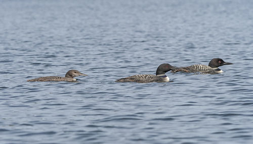 Ducks swimming in lake