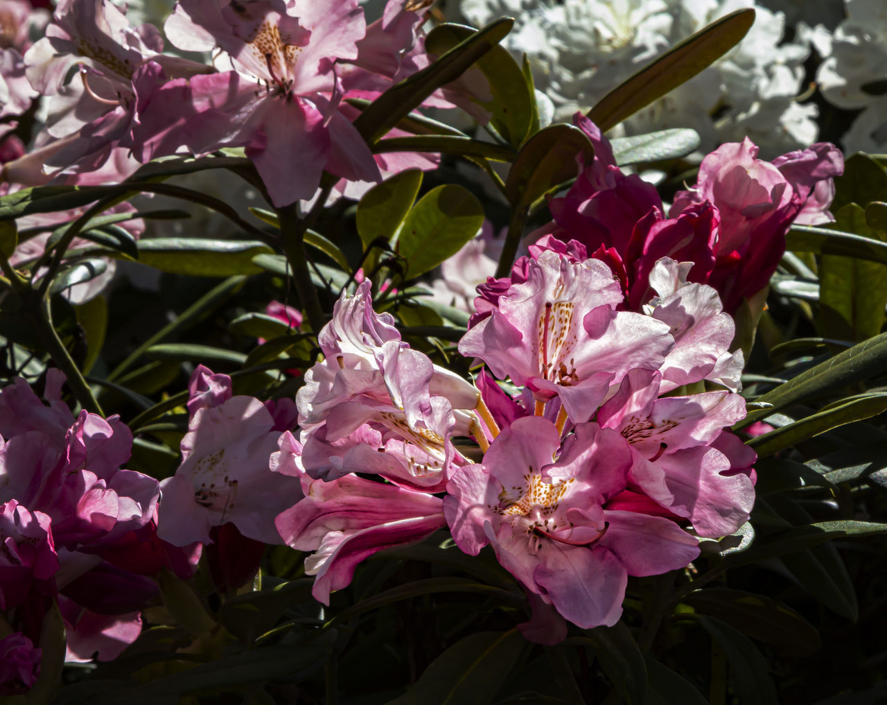 CLOSE-UP OF PURPLE FLOWERING PLANTS