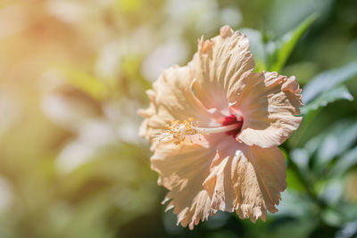 Close-up of cherry blossom