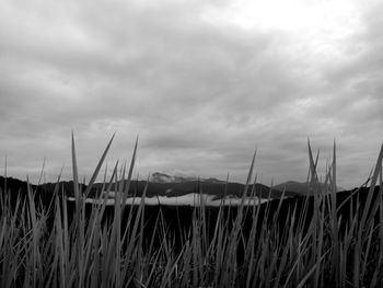 Close-up of grass against sky