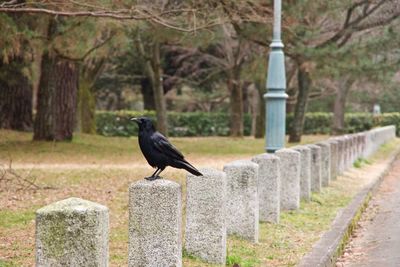 Raven perching on bollard at park