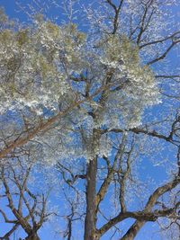 Low angle view of bare trees against sky