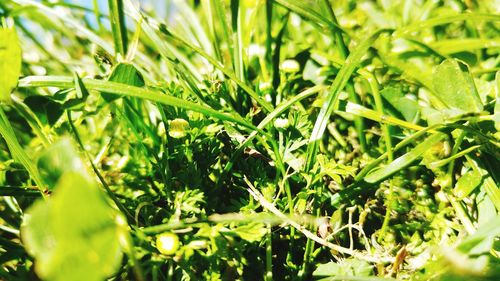 Full frame shot of fresh green plants