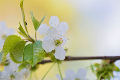 Close-up of cherry blossom
