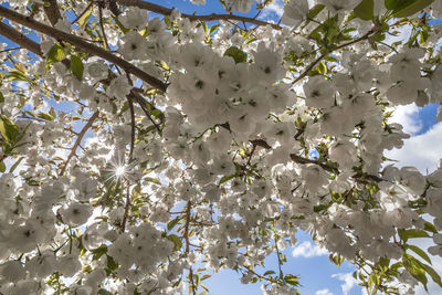 Low angle view of cherry blossom against sky