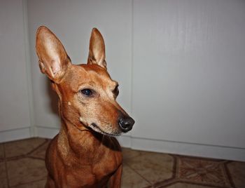 Affectionate little puppy of brown domestic pinscher