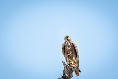 Low angle view of a bird