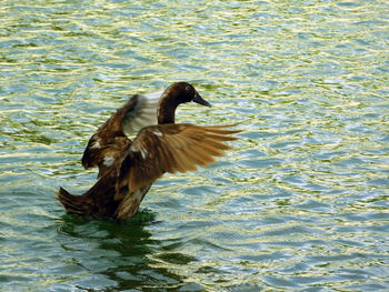 Duck swimming on lake