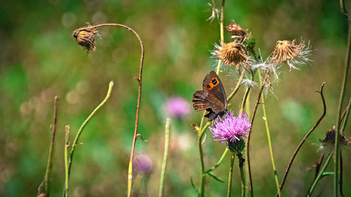 Close-up of butterfly pollinating on purple flower