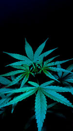 Close-up of plant at night