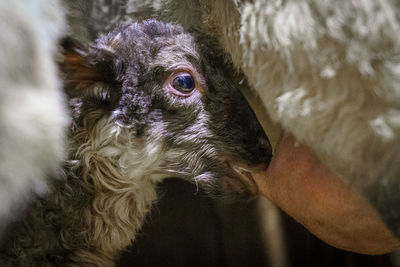 Close-up of a newborn lamb suckling 