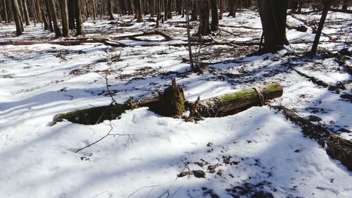 Close-up of snow on tree trunk in winter
