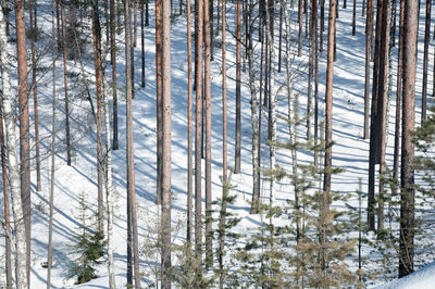 Pine trees in forest during winter