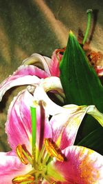 Close-up of pink flowers