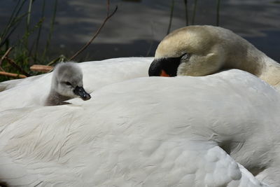 Close-up of cygnet and swan resting by river