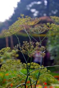 Close-up of flowering plants on field