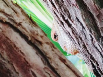 Close-up of butterfly on wooden plank
