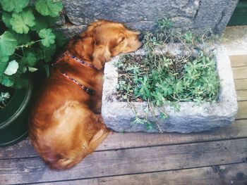 Dog looking away