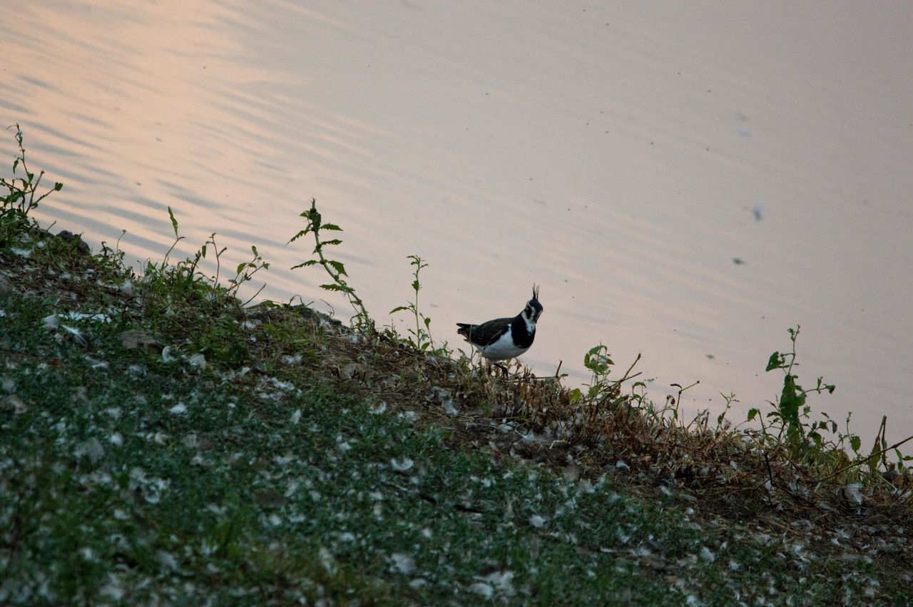 HIGH ANGLE VIEW OF BIRDS ON WATER