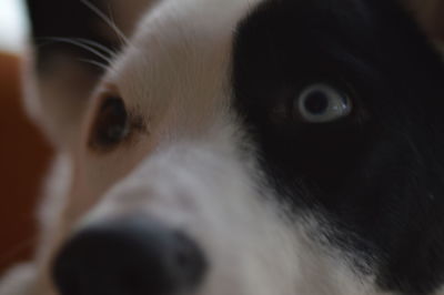 Close-up portrait of a dog