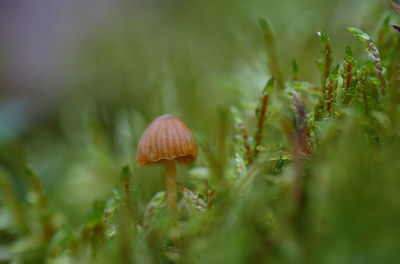 Close-up of mushroom growing on moss