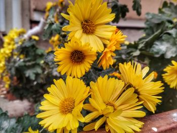 Close-up of yellow flowering plant