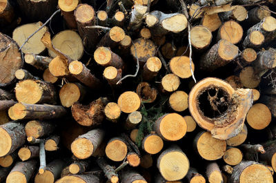 Full frame shot of logs in forest