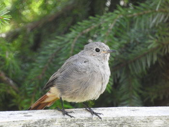 Close-up of bird perching on tree