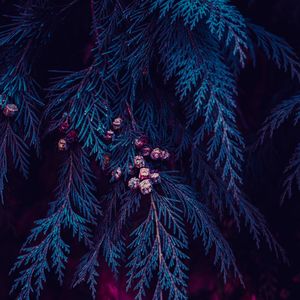 Blue pine tree leaves in winter, blue background