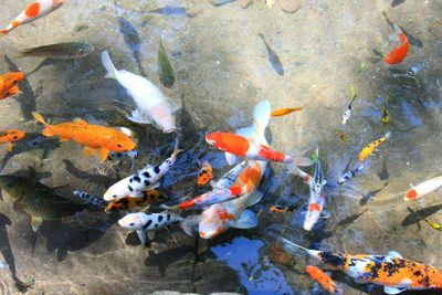 High angle view of koi carps swimming in pond