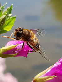 Close-up of bee pollinating flower