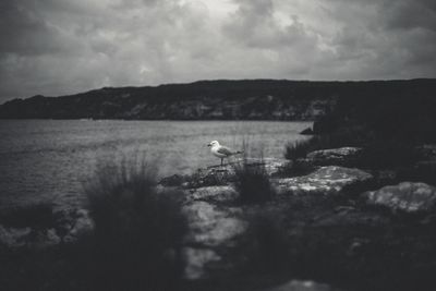 View of seagulls by sea against sky