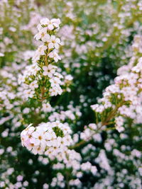 Close-up of white flowering plant